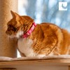 RC Pets Kitty Breakaway Cat Collar, Reflective