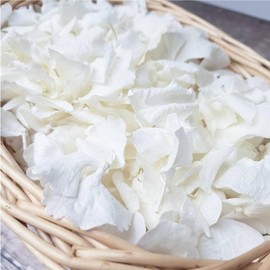 1500 piezas de pétalos de flores de hortensia blanca marfil reales y secas - Pétalos naturales pequeños para bodas, confeti de fiesta, noche romántica, decoración de propuesta, manualidades (30 g)