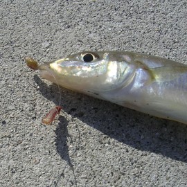 Hayabusa P166 Light Shot Standing Balance Smash #2 No. 3