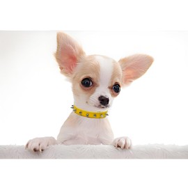 Spiked Dog Collar Soft Pu Leather Rivet Spike Stud Studded Cat Collars Adjustable for Girl Boy Small Breed Pet Teacup Mini Tiny Puppy Kitten Yellow S
