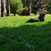 BTINESFUL 8ft 12ft 20ft 30ft 50ft 75ft Dog Tie Out