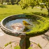 Bird Bath Copper Disk, 99.9% Pure Copper Bird Bath Cleaning
