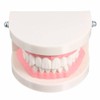 WANGCL Teeth Demonstration Model - Anatomical Tooth Model for Dental