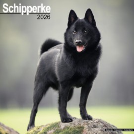 Schipperke 2026 Calendar | Square Wall Calendar | Dog Breed Gift | Plastic Free Packaging | by Avonside Publishing