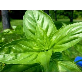 SCARBOROUGH SEEDS 500 Lemon Basil Herb Heirloom Seeds - Non-GMO