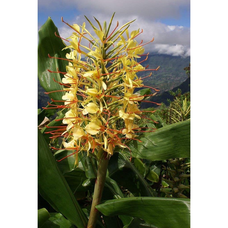 Hawaiian Yellow Kahili Ginger Plant Root (Pack of 5) Grow