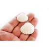 24 White Ark Shells Seashells (1"-1 1/2") Beach Wedding Hobby