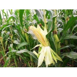 TomorrowSeeds - Silver King White Dent Corn Seeds - 3 Pounds - for 2025 Planting Open-Pollinated Field Flint Grinding Parching Silage Cattle Feed Meal Cover Crop Grow Your Own Home Farm Patio Healthy