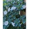 Home Grown 150÷160 Seeds. Datura Stramonium, Jimson Weed, Thorn Apple,Devil's
