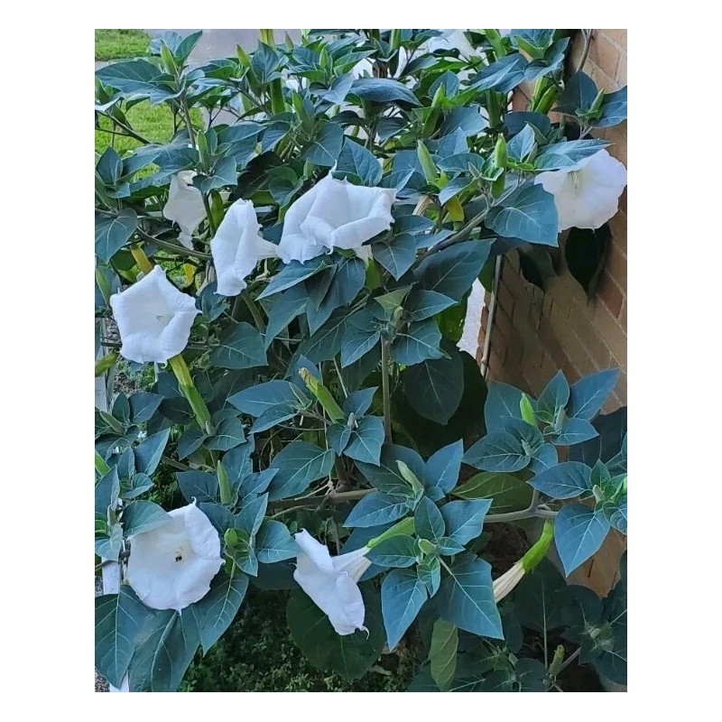 Home Grown 150÷160 Seeds. Datura Stramonium, Jimson Weed, Thorn Apple,Devil's