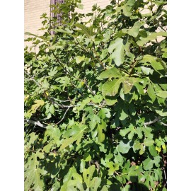 Ficus White Kadota Fig cuttings - 5 Cuttings - PLUS WILLOW WATER FOR ROOTING!!