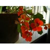 20pcs Mixed Nasturtium Flower Seeds Beautiful Flower Bonsai Decor