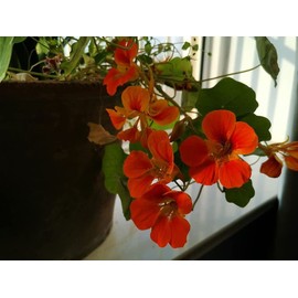 20pcs Mixed Nasturtium Flower Seeds Beautiful Flower Bonsai Decor
