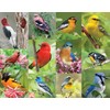 Springbok 36 Piece Jigsaw Puzzle Birds of a Feather, Multi,