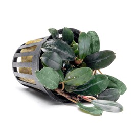 SubstrateSource Bucephalandra Kedagang Round Potted Live Aquarium Plant - Natural Freshwater Fish Tank Decorations, Aquatic Decor