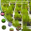 Gyfofix 2 Inch Square Plant Nursery Pots (Black+Clear),50Pcs Seedling Planter