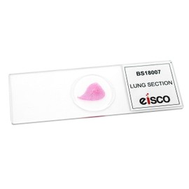 10pk Lung Section, Prepared Microscope Slides - 75 x 25mm - Classroom Pack, 10 Slides in Storage Case - Anatomy, Biology & Microscopy - Eisco Labs