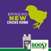 Backyard Boost Defense for Poultry - Chicken Vitamins & Supplements,