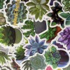 Undisclosed 100pc 1.5" Succulent Plant Cactus Stickers for Notebooks Water
