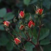 Heirloom Roses Climbing Rose Plant - Piñata Climber Rose Bush,
