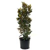 American Plant Exchange Southern Little Gem Magnolia Tree, 7 Gallon