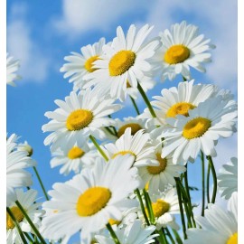 Little Seed Store 500+SHASTA DAISY Seeds Native Wildflower Summer Flower Garden Container Easy
