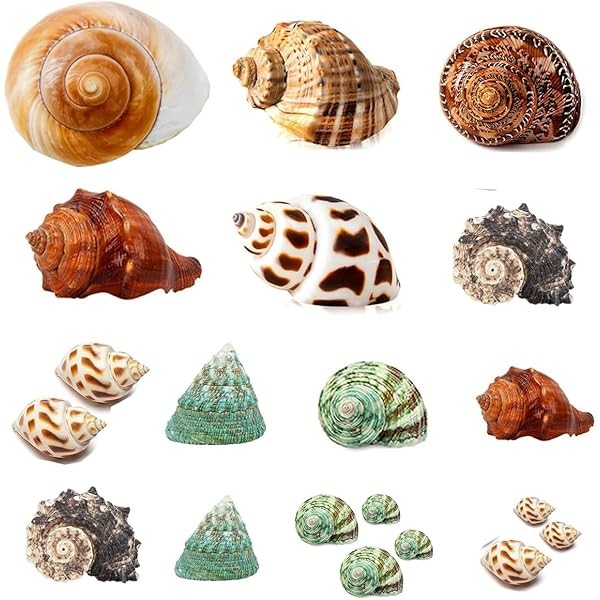 Hermit Crab Shells 21 PCS Assorted Natural Sea Conch Size