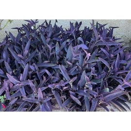 The Vally Nursery 10 Jew cuttings Purple Heart Wandering Tradescantia Pallida Purpurea Live Plants