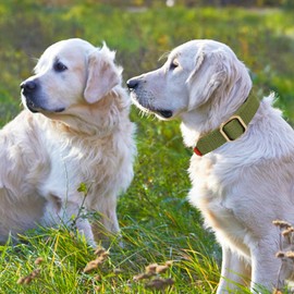VAMOVISON Cotton and Linen Dog Collar - Durable and Adjustable Pet Collars with Metal Quick Release Buckle & D-Ring - Reinforced with Leather - Solid Color for Small Medium Large Dogs (M, Green)