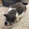 SPOT Ceramic Dish - Whisker-Friendly, Low-Edge Saucer for Cats, Birds,