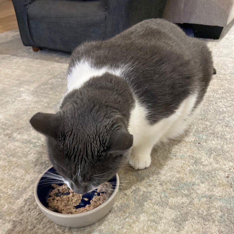 SPOT Ceramic Dish - Whisker-Friendly, Low-Edge Saucer for Cats, Birds,