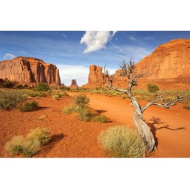 Riivvdise Reptile Habitat Background Sandstone Rock Mountain Scenery Backdrop Desert Terrarium Background Aquarium Background Durable Polyester Background Vinyl 48x20in