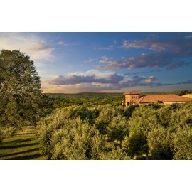 Peach Balsamic Vinegar - Gourmet Barrel Aged Infused Balsamic Vinegar - Great for Dressing Dipping Glazing - No Artificial Flavors or Added Sugar - Made in Texas (8.5 oz)