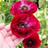 5000+ Mixed Poppy Flower Seeds for Planting-Colorful Masses of Wildflowers