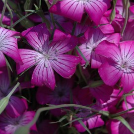Outsidepride 1000 Seeds Annual Agrostemma Purple Flower Seeds for Planting