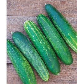 Burpee 'Straight Eight' Slicing Cucumber Seeds, 200 Non-GMO seeds, Heirloom