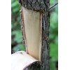 Slippery Elm Bark - Dried Ulmus rubra C/S from 100%