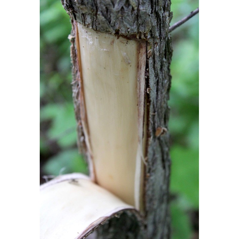 Slippery Elm Bark - Dried Ulmus rubra C/S from 100%