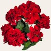 Realistic Artificial Flowers - UV Resisistant Red Geranium Bush -