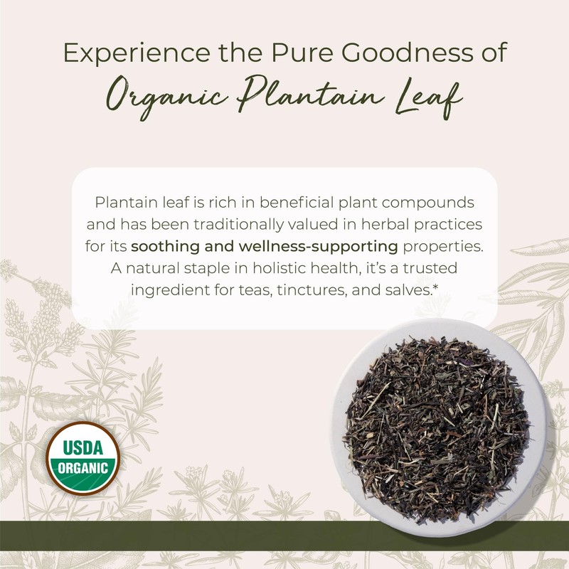Starwest Botanicals Organic Plantain Leaf - Natural Loose Leaf Herbal