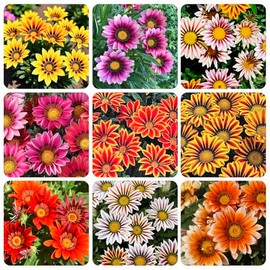 300+ Perennial Gazania Rigens Flower Seeds for Planting-Heat and Drought Tolerant - Beautiful Flower