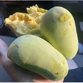 Pawpaw Tammy Asimina triloba Ozark Banana Paw Paw Premium Seeds for Planting Packet