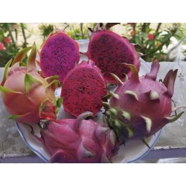 ORGANICO One  Vietnamese read DRAGON FRUIT CUTTING 8- 12 Inches