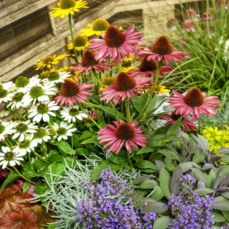 Outsidepride Echinacea Purple Coneflower Flower Seeds - 1000 Seeds