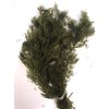 Pond Oxygenating Hornwort Bunch Plants