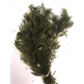 Pond Oxygenating Hornwort Bunch Plants