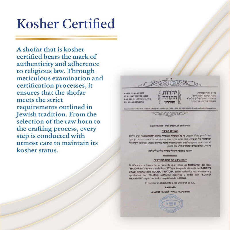 Original Ram Horn Shofar Natural Colors (17,3¨-19,6")