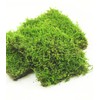 Fresh Live Moss Variety Pack - Ideal for DIY Terrariums,