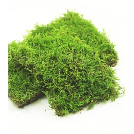 Fresh Live Moss Variety Pack - Ideal for DIY Terrariums, Miniature Bonsai, Potted Plants, Reptiles, Succulents, Orchids, Home Decor, and Moss Art (A Whole Piece of 8" x8" Fresh Hypnum Moss)