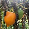 Goldfish Tomato Seeds (Solanum lycopersicum) 150 Seeds (0.5 Grams)